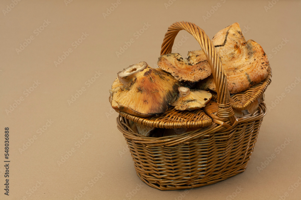 basket overflowing with mushrooms, niscalos, recently collected in the first days of autumn. Wicker or wooden basket on a light background