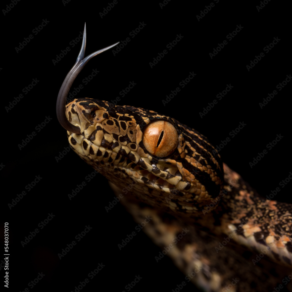 Naklejka premium Corallus hortulana