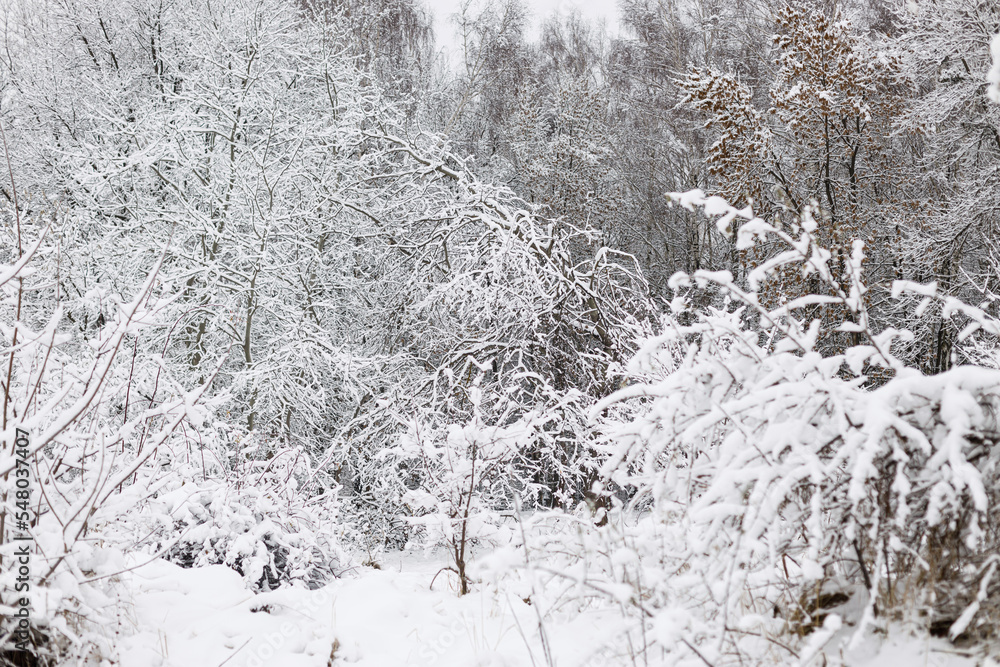 Beautiful snowy woods scenery. Trees covered in snow, frosty winter landscape. Winter background
