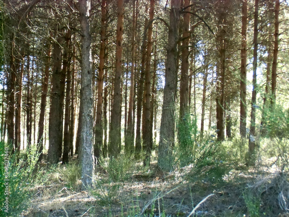 forest in the morning forest in the morning