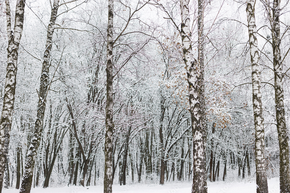 Beautiful snowy woods scenery. Trees covered in snow, frosty winter park landscape. Winter wallpaper Beautiful snowy woods scenery. Trees covered in snow, frosty winter park landscape. Winter wallpaper