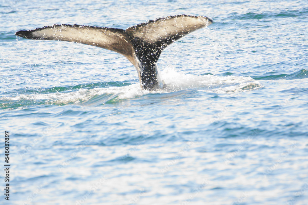 Obraz premium Humpback Whale (Megaptera novaeangliae) in Eyjafjordur near Akureyri, Northern Iceland