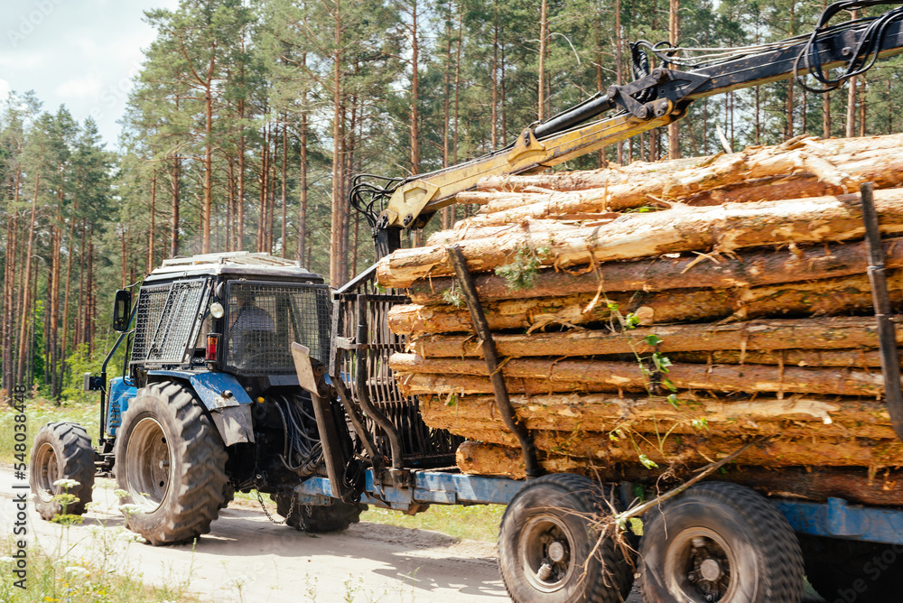 Wood harvesting. European timber industry. Harvester rides in the forest