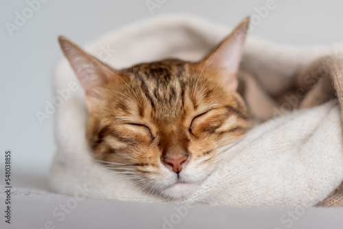 Fototapeta Naklejka Na Ścianę i Meble -  Cute Bengal cat sleeps sweetly in the room.