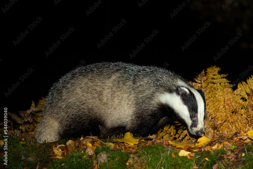 Fototapeta premium Badger, Scientific name: Meles Meles. Close up of a wild badger foraging in golden Autumn leaves and facing right in natural woodland habitat. . Night time image. Copy space.