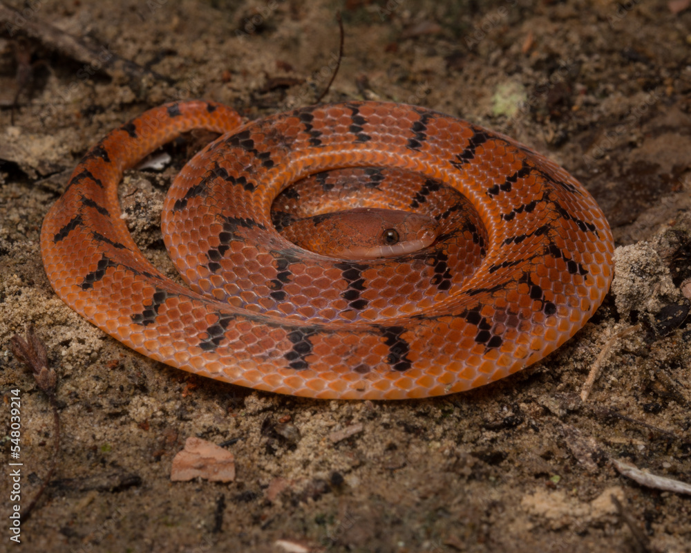 Fototapeta premium Xenopholis scalaris