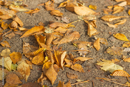 Autumn nature background with dried chestnuts leaves on the ground. Fallen brown chestnut foliage in park walkway.