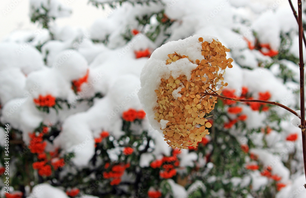 Plants in the garden in winter scenery