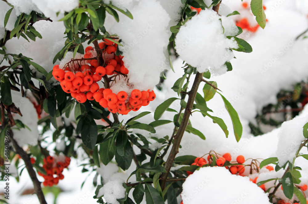 Plants in the garden in winter scenery