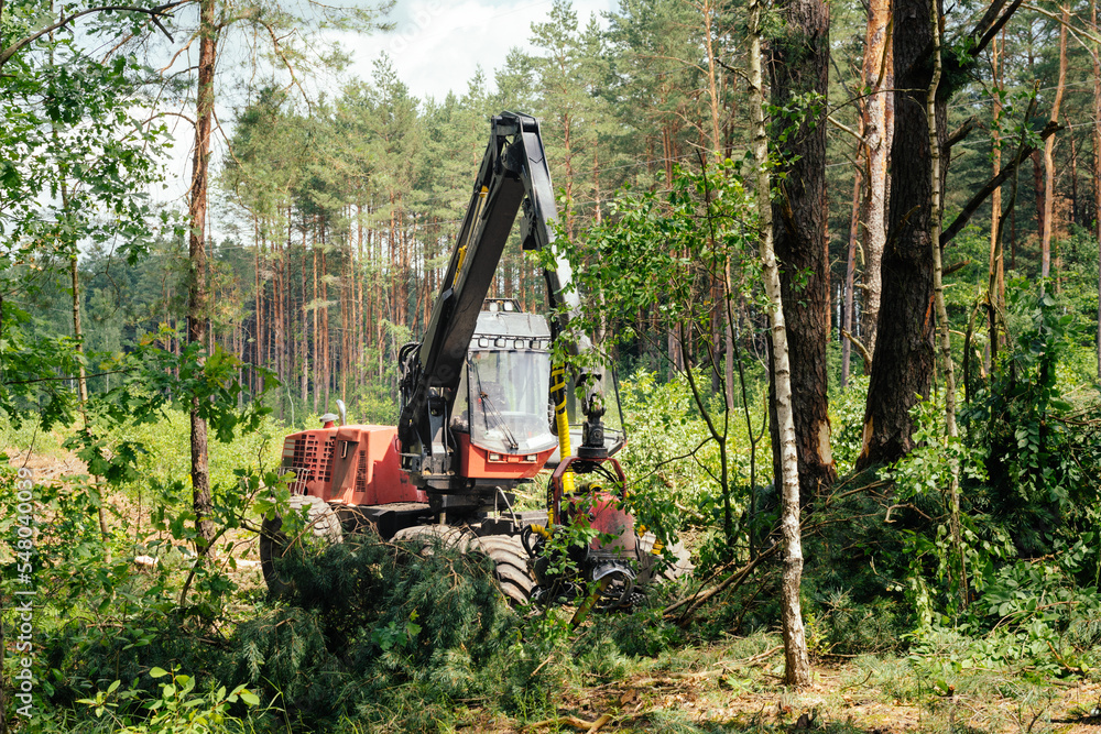 Sanitary cleaning of the forest. Tractor working in a forest. forestry Sanitary cleaning of the forest. Tractor working in a forest. forestry
