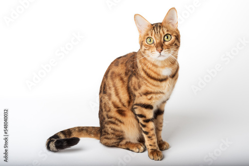 Portrait of a green-eyed Bengal cat on a white background.