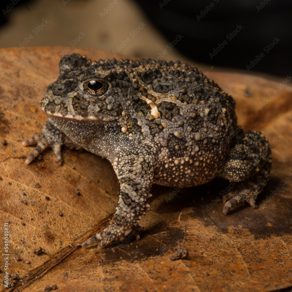 Proceratophrys salvatori