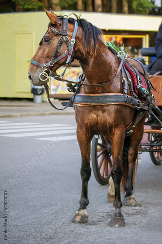 Beautiful portrait of a graceful horse harnessed to a carriage