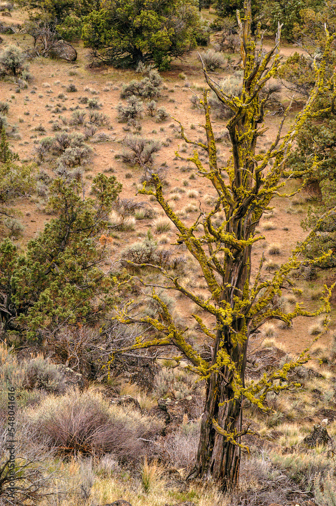 Trees Trees