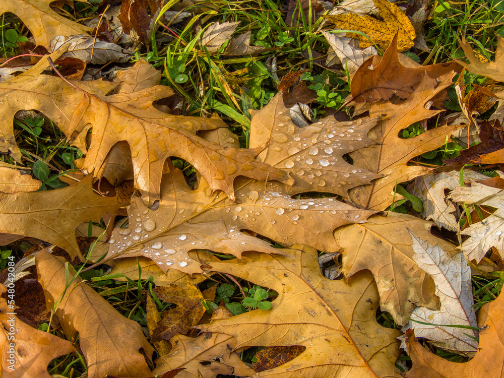a brown-red fallen oak leaf with raindrops lies on the green grass on an autumn sunny day a brown-red fallen oak leaf with raindrops lies on the green grass on an autumn sunny day