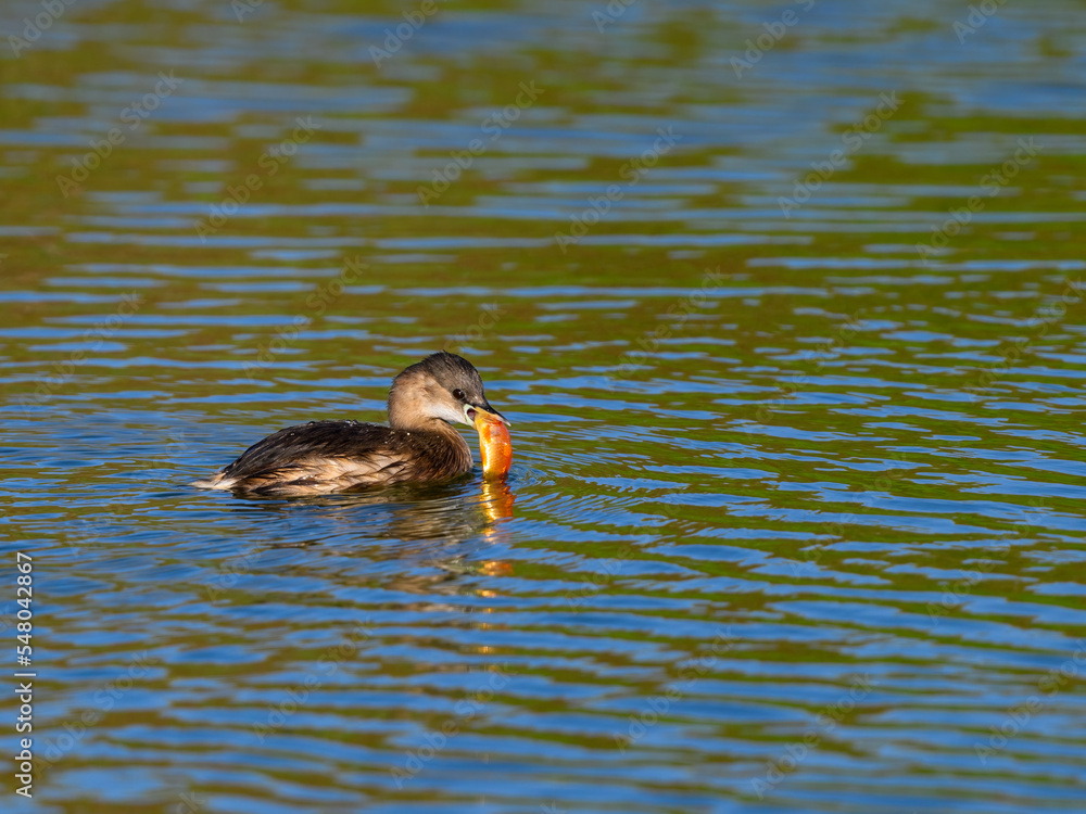 Little Grebe holding a goldfish and swimming in green water Little Grebe holding a goldfish and swimming in green water
