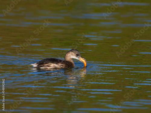 Little Grebe holding a goldfish and swimming in green water