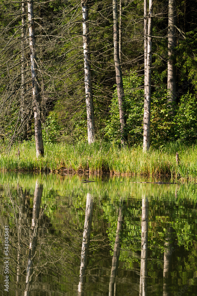 Obraz premium Lake in the forest