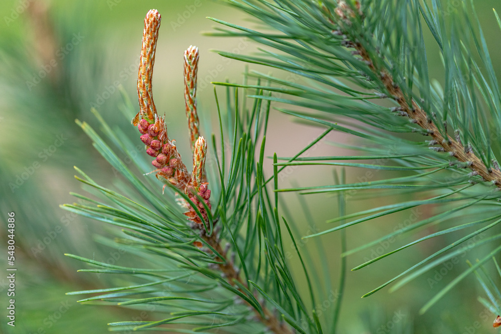 Fotografía Conifer cones