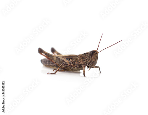Little brown grasshopper.