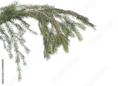 Fir tree branch.