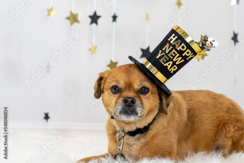 Cute dog wearing celebrating New Years with funny hat