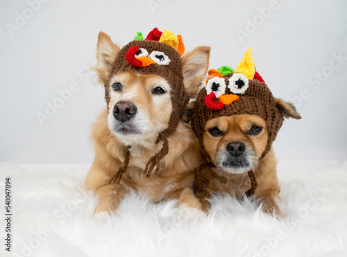 Two funny dogs wearing turkey hats for Thanksgiving
