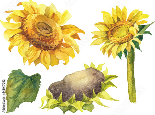 Watercolor sunflowers isolated on white