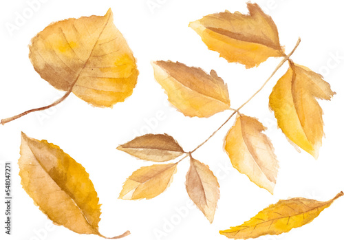 Watercolor autumn leaves isolated on white