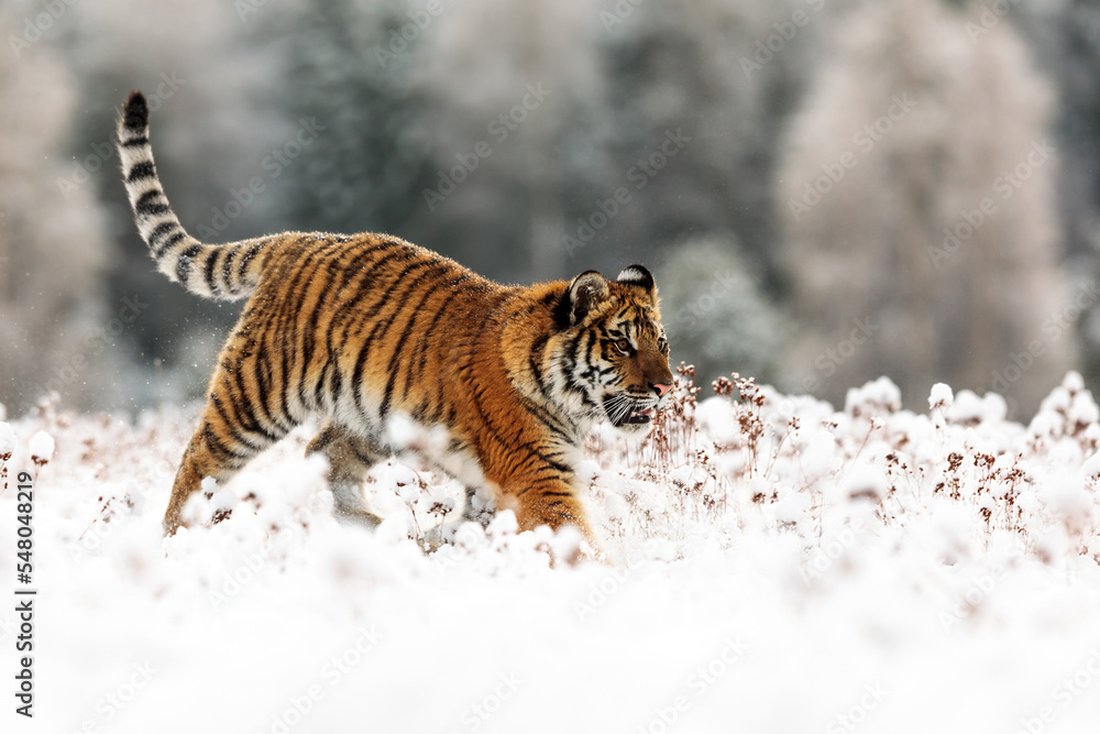 Obraz premium male Siberian tiger (Panthera tigris tigris) running through the snow