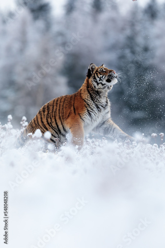 male Siberian tiger (Panthera tigris tigris) hunting something above himself © michal