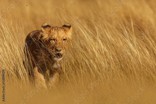 nice and cute young lioness (Panthera leo) in the yellow grass of the savannah