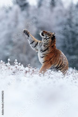 male Siberian tiger (Panthera tigris tigris) waving his paw in the air