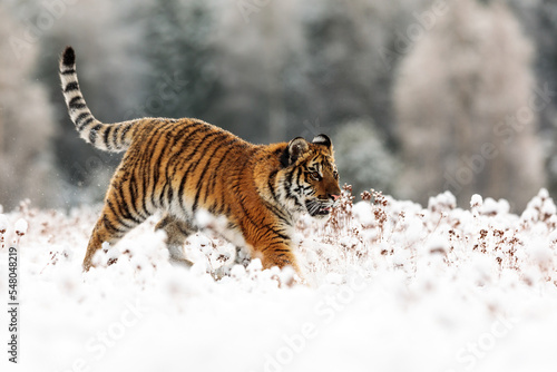 male Siberian tiger (Panthera tigris tigris) running through the snow