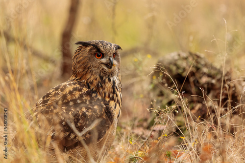 male Eurasian eagle-owl (Bubo bubo) in the wilderness of the forest