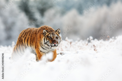 male Siberian tiger (Panthera tigris tigris) walking through the snow in the taiga