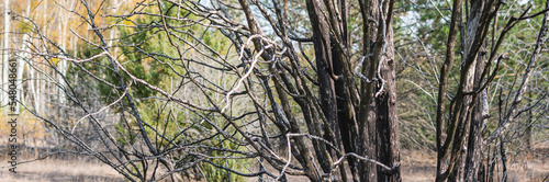 A dried-up tree in the forest