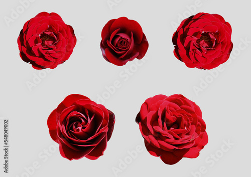 Beautiful bud of a lush red rose on a white background. Collage of a set of scarlet rose buds isolated without background for design. Bright passion flower closeup top view