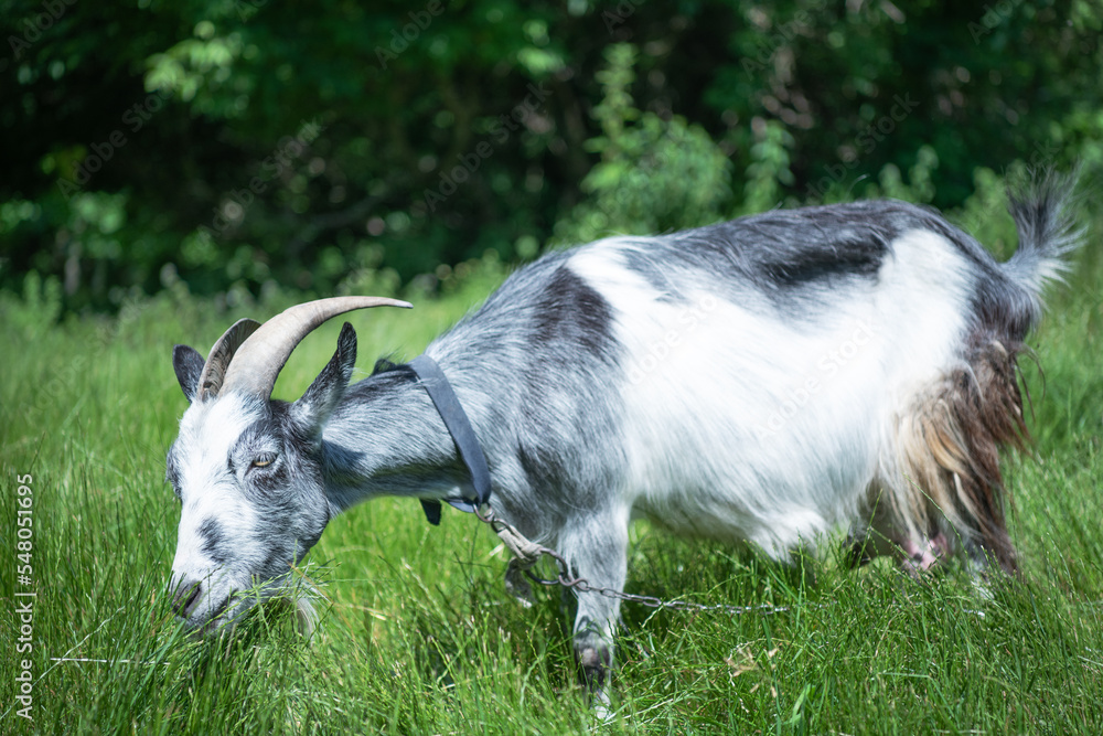 Fototapeta premium Portrait of a goat on a farm in the village.