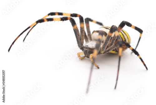 Fényképezés Yellow and brown spider.