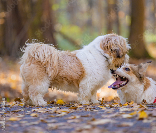 shih tzu dog plays with other dogs in the park in autumn photo