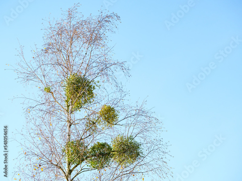 Bunches of mistletoe on a bare autumn birch photo