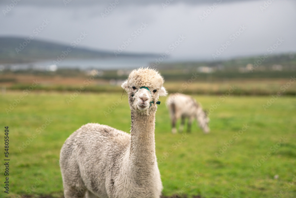 Fototapeta premium White alpaca on the grass, Ireland