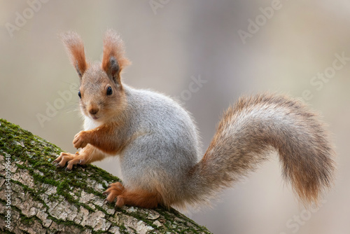 Eurasian red squirrel Sciurus vulgaris closeup portrait