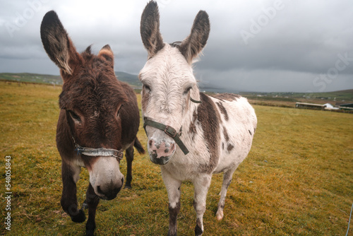 Donkeys in Ireland. Funny picture of farm animals