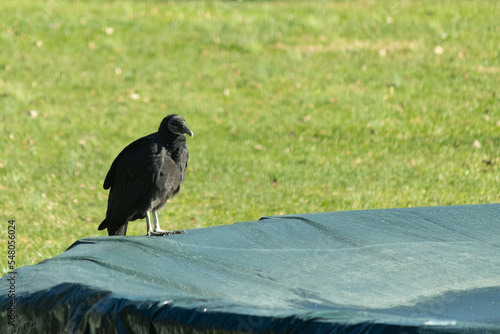 This is a picture of a black vulture coming to visit my pool on a Fall day. They must think it's a giant birdbath. The little black head and the dark feathers make it look kind of ominous.