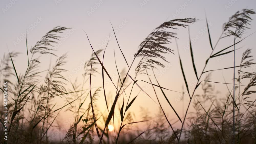Reed grass flutter on wind against sunset. Reed grass flutter on wind against sunset.