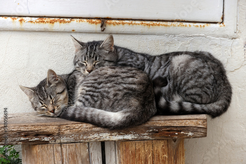 Fototapeta Naklejka Na Ścianę i Meble -  Gray cats relaxing outside, sleeping on the street. Pet care, friend of human.