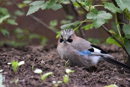 blue jay bird photo