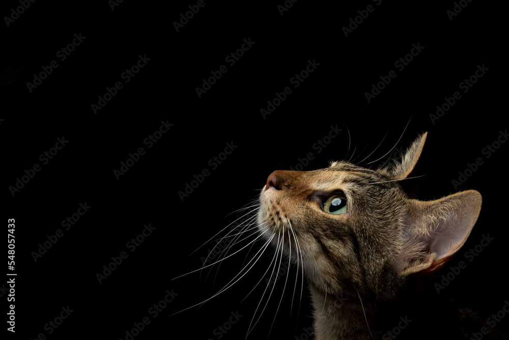 Portrait of a domestic cat with stripes and green eyes, on an isolated background of black color.